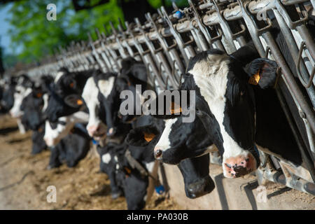 Kühe füttern in großen Kuhstall, Frankreich Stockfoto