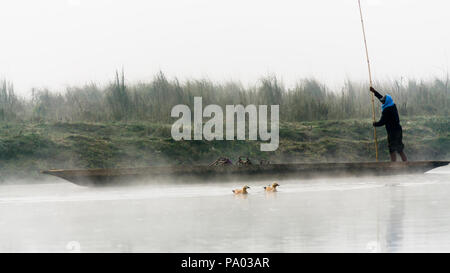 Zwei Enten schwimmen in der Nähe ein Nepali Bootsmann mit stochern Pole auf einer hölzernen Kanu entlang Rapti River in den frühen Morgennebel, Chitwan Nationalpark Nepal Stockfoto