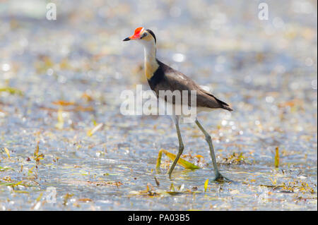 Kamm-Crested Jacana (Irediparra gallinacea) alias "Jesus Bird' in der Kimberly, Australien Stockfoto