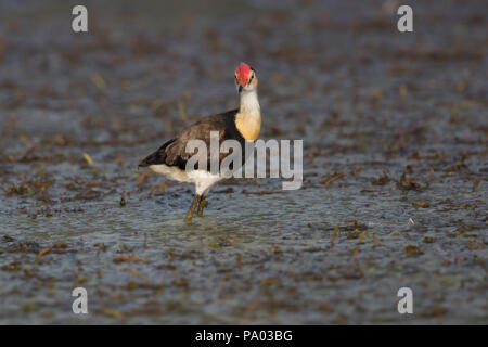 Kamm-Crested Jacana (Irediparra gallinacea) alias "Jesus Bird' in der Kimberly, Australien Stockfoto