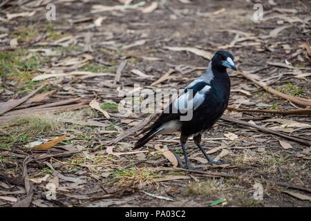 Australische Magpie Gymnorhina tibicen im Wald in Australien Stockfoto