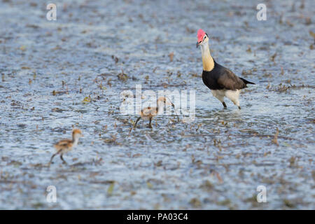 Kamm-Crested Jacana (Irediparra gallinacea) alias "Jesus Bird' mit zwei Küken im Kimberly, Australien Stockfoto