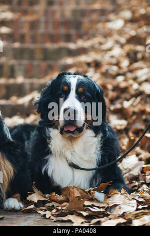 Adorable Berner Sennenhund liegend auf Blätter im Herbst. Stockfoto