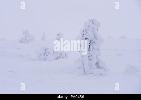 Verschneite Landschaft im Nationalpark Pallas-Yllästunturi in Muonio, Lappland, Finnland Stockfoto