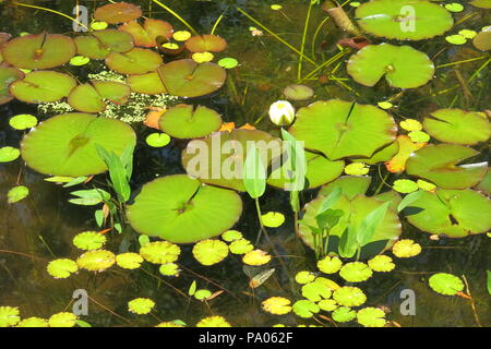 - Nahaufnahme Bild von Zingy grünes Wasser - Lily Pads auf der Wasseroberfläche eines Teiches vor der Blüte; die historischen Gärten Annapolis Royal, Nova Scotia Stockfoto