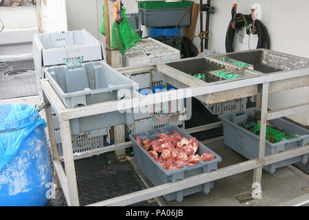 An Bord eines kommerziellen Fischerboot im Hafen von Alma, New Brunswick günstig; der Arbeitsbereich für die Zubereitung von Fisch mit einer Kiste Fisch - Köpfe Stockfoto