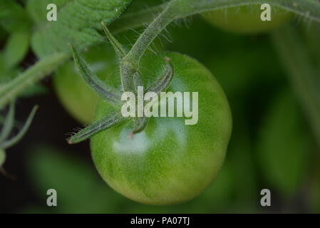 Grüne Tomaten - eine Tomate auf der Rebe Stockfoto