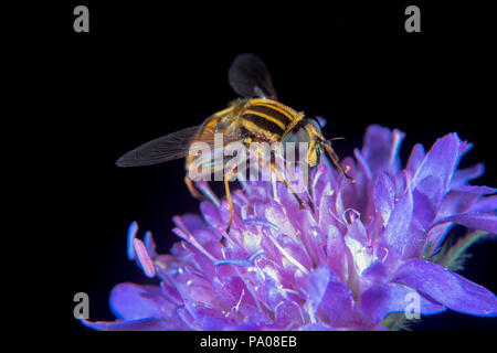 Große Tiger Hoverfly auf eine Feder thistle Blume Stockfoto