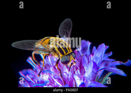 Große Tiger Hoverfly auf einer Distel Blume Stockfoto