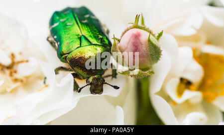 Eine Makroaufnahme einer rose Käfer Käfer auf der weißen Rose. Stockfoto