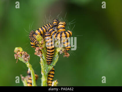 Eine Makroaufnahme einer Gruppe von Zinnober Nachtfalter Raupen essen einige ragwort Blütenknospen. Stockfoto