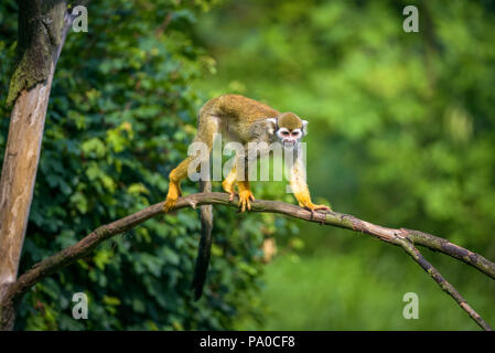 Gemeinsame Totenkopfäffchen gehen auf einem Ast Stockfoto