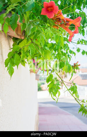 Wunderschöne Blühende blühenden Reben mit roten Blüten, grüne Blätter hängen von den weißen Zaun Mauer Haus im mediterranen Stil. Sommer Frühling Sonnenlicht. Stockfoto