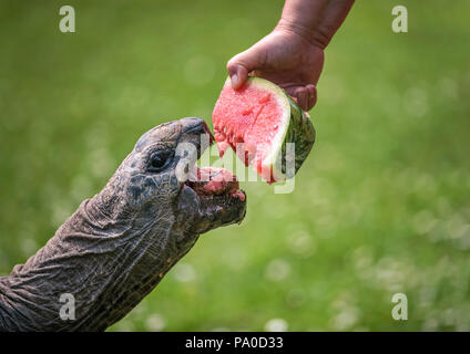 Hand eine riesige Schildkröte Fütterung mit einer Wassermelone Stockfoto