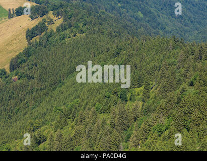 Bäume am Fuß des Mt. Rigi in der Schweiz im Sommer, Ansicht von oben. Stockfoto