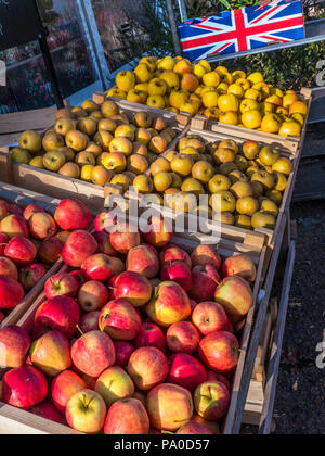 Englische Äpfel zeigen Union Flag produzieren Bauernmarkt Stand Pinova / Russet / Opal Äpfel beleuchtet von Spätherbstsonnenschein Union Jack auf Apfelkiste Stockfoto