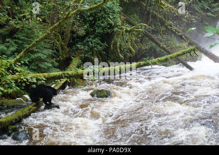 Black Bear Lachs neben einem reissenden Fluss, mit Moos-beladenen gefallene Bäume im Regenwald in der Nähe von Ucluelet, British Columbia, Kanada Stockfoto