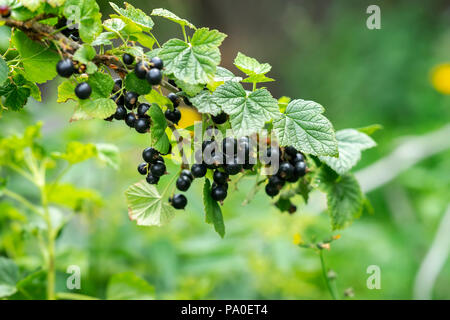 Zweig mit reife Beeren von schwarzen Johannisbeeren. Natürliche Sommer Hintergrund Stockfoto
