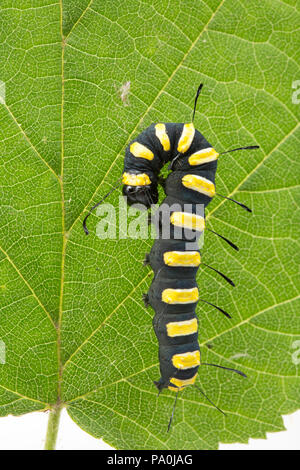 Alder moth Caterpillar, Acronicta alni, fotografiert in einem Studio. Gefunden auf der Wiltshire/Dorset England UK GB Grenze. Die Alder moth Caterpillar Feeds Stockfoto