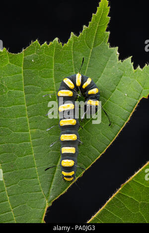 Alder moth Caterpillar, Acronicta alni, fotografiert in einem Studio. Gefunden auf der Wiltshire/Dorset England UK GB Grenze. Die Alder moth Caterpillar Feeds Stockfoto