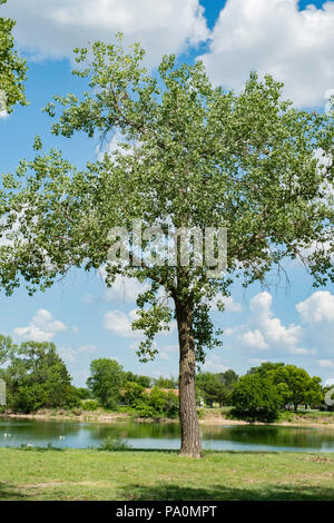 Großer Cottonwood-Baum, Populus deltoides, bekannt als östliches Cottonwood. Kansas, USA. Stockfoto