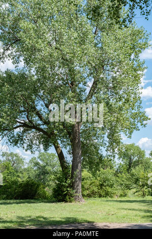 Großer Cottonwood-Baum, Populus deltoides, bekannt als östliches Cottonwood. Kansas, USA. Stockfoto