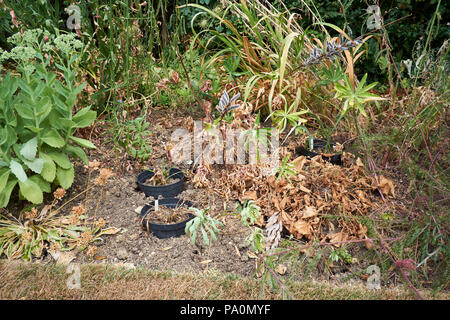 Welken und geröstete Garten Pflanzen in trockenen Blumenbeeten, aufgrund des ungewöhnlich heißen und trockenen Sommer in Großbritannien, Juni und Juli 2018. Stockfoto