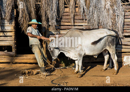 Seitenansicht des Landwirts vorbereiten Ochsen für die Feldarbeit, Vinales, Provinz Pinar del Rio, Kuba Stockfoto