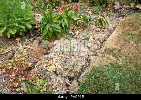 Welken und geröstete Garten Pflanzen in trockenen Blumenbeeten, aufgrund des ungewöhnlich heißen und trockenen Sommer in Großbritannien, Juni und Juli 2018. Stockfoto