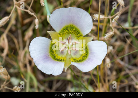 Wild Calochortus Nuttallii Nahaufnahme Stockfoto