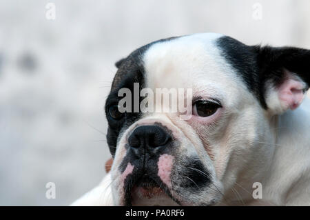 Bouledogue Français - Französische Bulldogge - Porträt - Canis familiaris Stockfoto