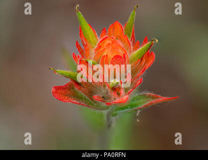 Prairie-Fire in der Wildnis Stockfoto