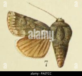 646 Abb. 7. Platte LXI der Katalog der Lepidoptera Phalaenae im British Museum. (1903) Stockfoto