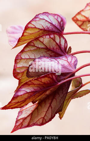 Red Bull begonia Blätter Stockfoto