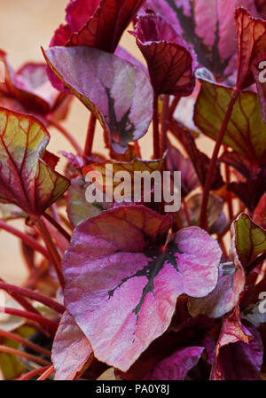 Red Bull begonia Blätter Stockfoto