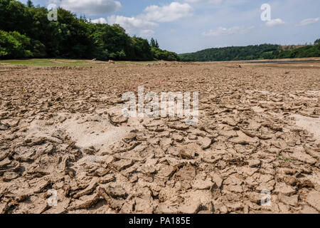 Plymouth, Devon. 19. Juli 2018. Burrator Vorratsbehälter auf Dartmoor in Devon, die jetzt auf nur 41,9 % der Kapazität, Teile des 15. Jahrhunderts Langstone Manor Estate. Gras und andere Pflanzen haben begonnen, wieder den Boden unter den Füßen von Wasser. Credit: Paul Slater/Alamy leben Nachrichten Stockfoto