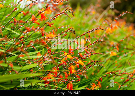 Ardara, County Donegal, Irland Wetter. Juli 2018 20. Regentropfen hängen Sie an zu blühen wilde Montbretia Pflanzen, in irischen Fealeastram dearg, an einem verregneten Tag an der Nordwestküste. Credit: Richard Wayman/Alamy leben Nachrichten Stockfoto