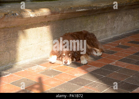 Ely, England. 19. Juli 2018: Hund Ausruhen im Schatten an einem heissen Sommertag in der Eingangshalle zu Ely Cathedral, Ely, Cambridgeshire, England. Martin Parker/Alamy leben Nachrichten Stockfoto