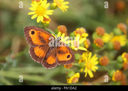 Richmond Park London UK. Juli 2018 20. Der erste Tag des grossen Schmetterling zählen mit vielen Schmetterlingen (Gatekeeper Pyronia Tithonus oder Hedge Braun) beschmutzt auf Blumen im Richmond Park, South West London. Der Graf ist von 20. Juli bis 12. August. Credit: Julia Gavin/Alamy leben Nachrichten Stockfoto