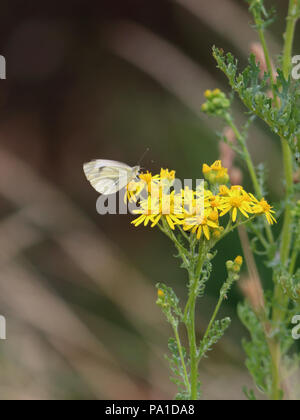 Richmond Park London UK. Juli 2018 20. Der erste Tag des grossen Schmetterling zählen mit vielen großen weißen Schmetterlingen (Pieris brassicae) auf Blumen im Richmond Park, South West London gesichtet. Der Graf ist von 20. Juli bis 12. August. Credit: Julia Gavin/Alamy leben Nachrichten Stockfoto