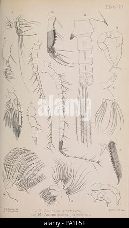 Eine Monographie von der freien und semi-parasitären Copepoda der britischen Inseln (Platte X) Stockfoto
