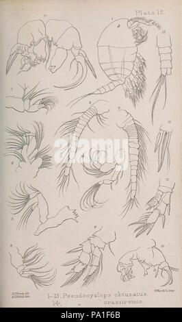 Eine Monographie von der freien und semi-parasitären Copepoda der britischen Inseln (Plate XII) Stockfoto