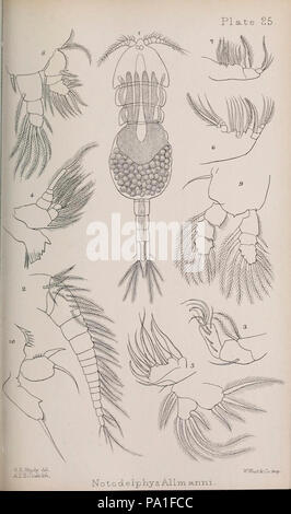 Eine Monographie von der freien und semi-parasitären Copepoda der britischen Inseln (Platte XXV) Stockfoto