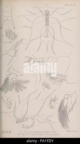 Eine Monographie von der freien und semi-parasitären Copepoda der britischen Inseln (Platte XXXI) Stockfoto