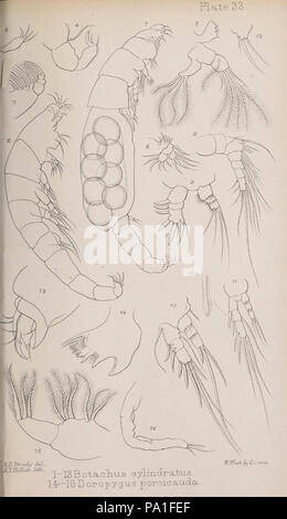 Eine Monographie von der freien und semi-parasitären Copepoda der britischen Inseln (Platte XXXIII) Stockfoto