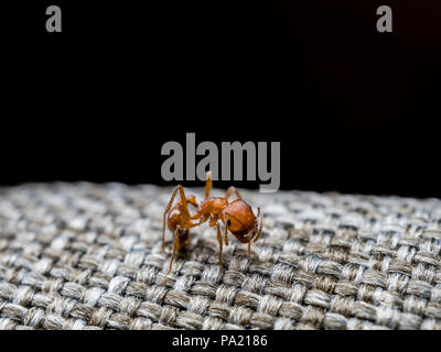 Nahaufnahme eines terrify Fire ant bei Los Angeles, Kalifornien Stockfoto