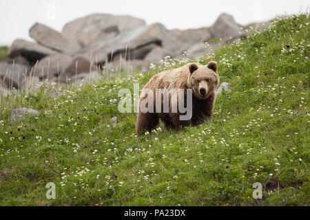 Kamtschatka Braunbär Beweidung auf grünem Gras Hügel Stockfoto