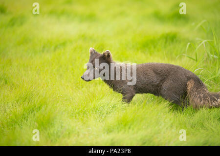 Polarfuchs (blau Morph), Kuril Inseln Stockfoto