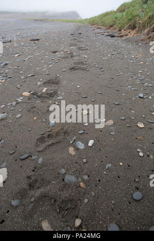 Großer, brauner Bär Titel auf einem Strand in Russland Stockfoto