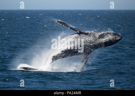 Gegen die Buckelwale, North Pacific Stockfoto